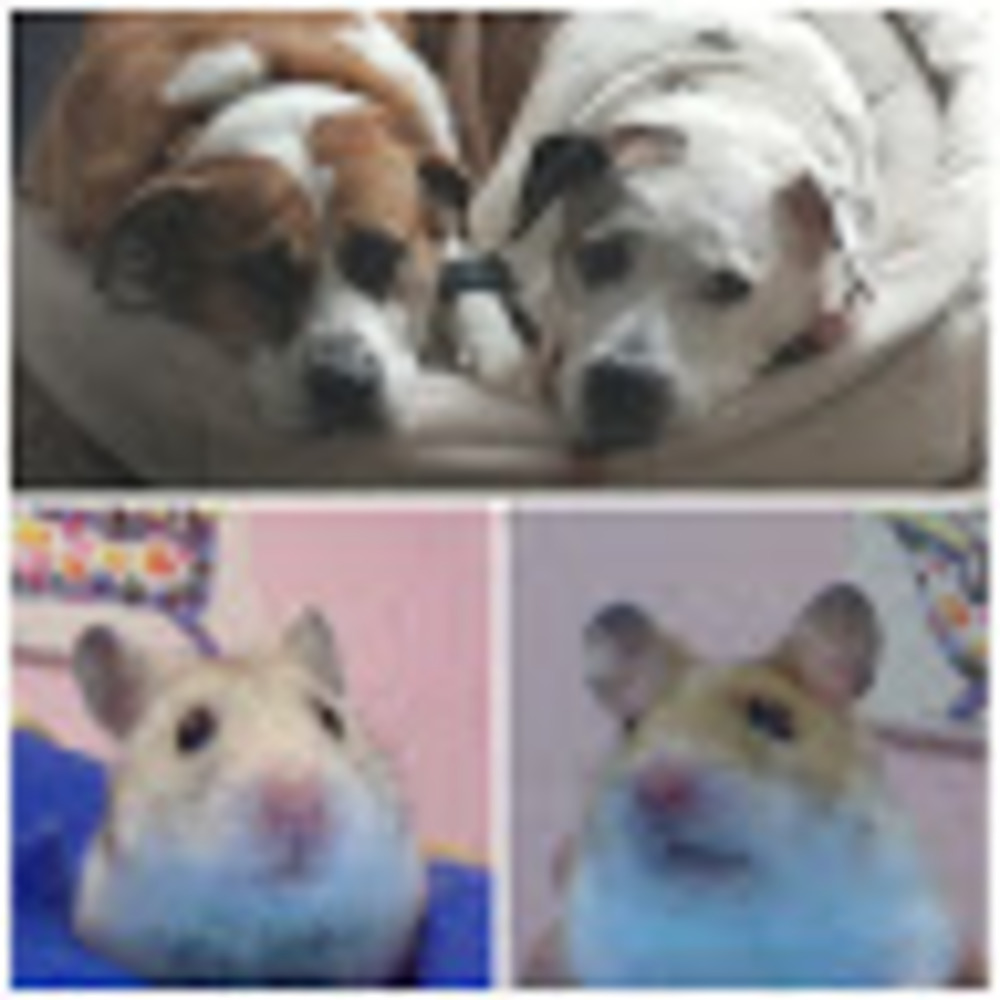 Meet your Posher, Chloe ツ